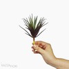Suculento Aloe Pick Artificial