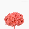 Thumb 3 do produto Flor de Hortência Seca Cores Sortidas - Rosa Claro (120158)