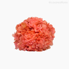 Thumb 5 do produto Flor de Hortência Seca Cores Sortidas - Rosa Claro (120158)