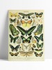 Poster Vintage Butterflies