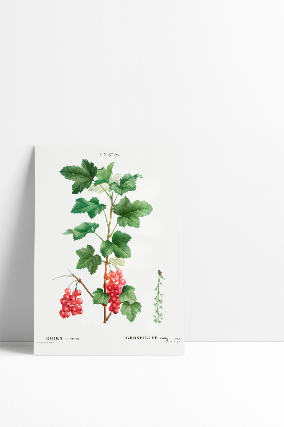 Mini Poster Botanic