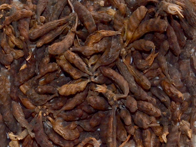 Chá de Pimenta de Macaco - Xylopia Aromatica - 100g