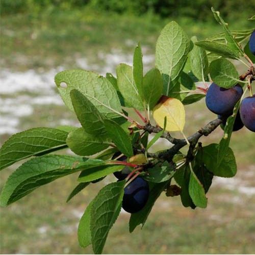 Chá de Ameixa Folhas – Prunus Domestica L. – 100g